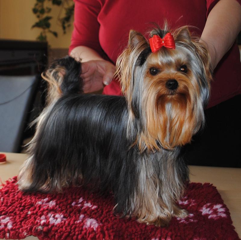 of Morning sun Kennel